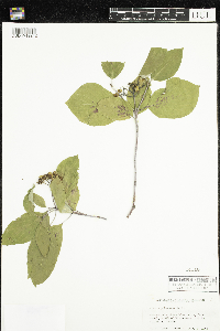 Image of Cornus pubescens