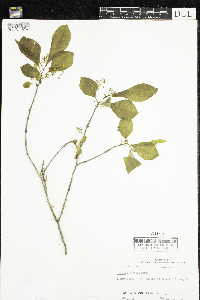Nyssa sylvatica image