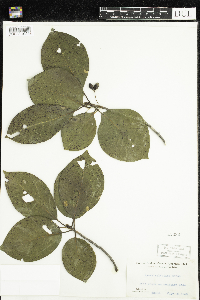 Nyssa sylvatica image