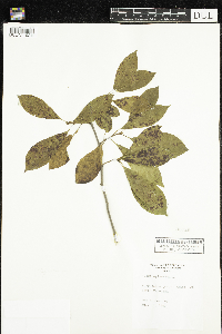 Nyssa sylvatica image
