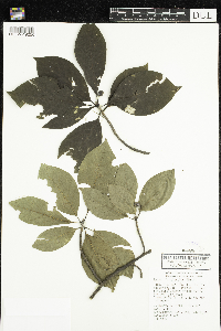 Nyssa sylvatica image