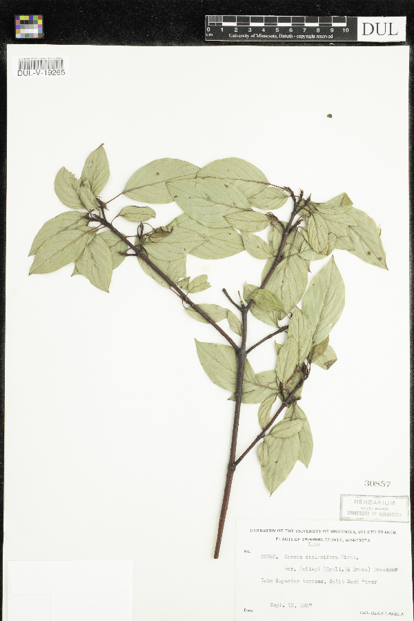 Cornus sericea image