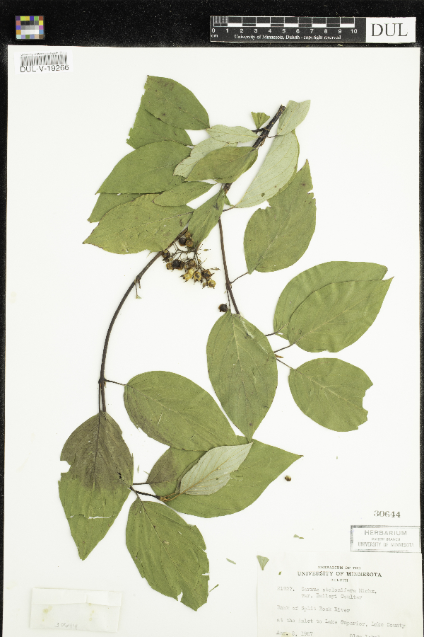 Cornus sericea image