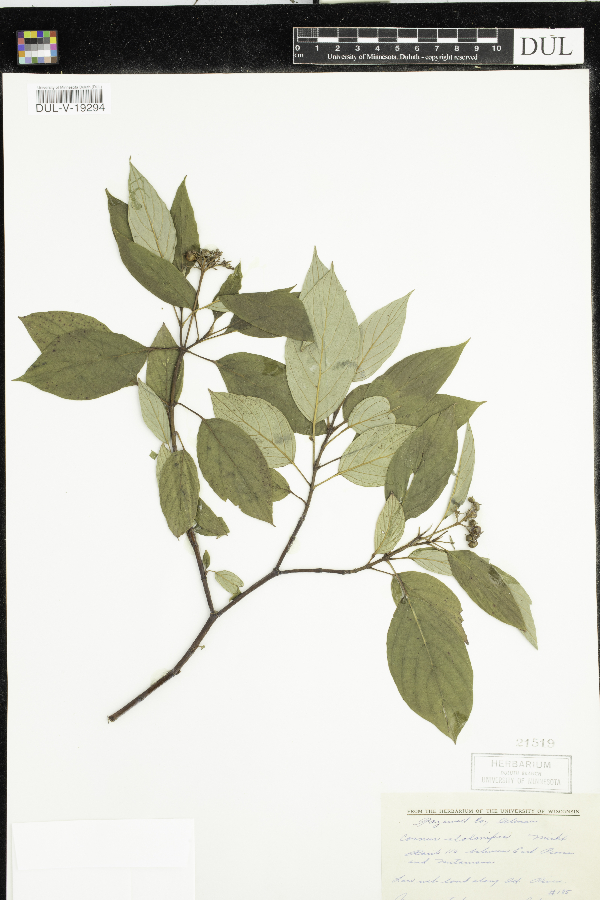 Cornus sericea image