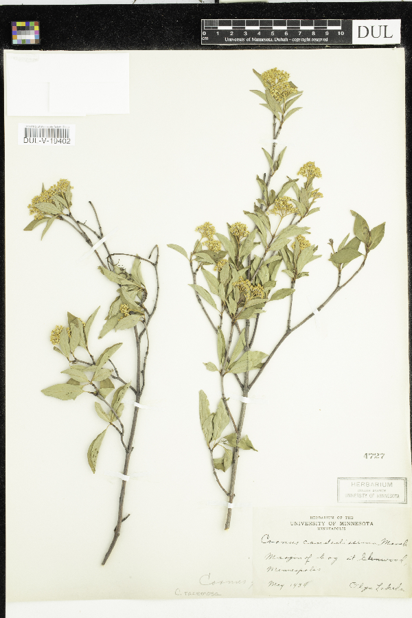 Cornus racemosa image