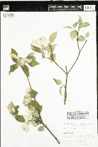 Cornus florida image