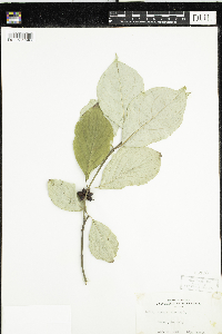 Cornus florida image