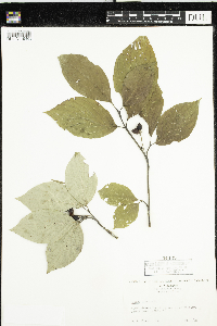 Cornus florida image