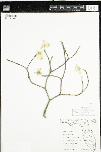 Cornus florida image