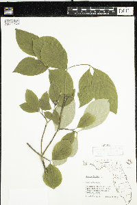 Cornus florida image