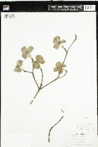 Cornus florida image