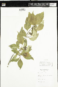 Cornus florida image