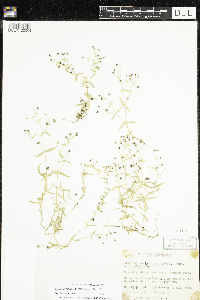 Stellaria borealis image