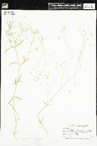 Image of Stellaria graminea