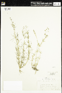 Spergula arvensis image