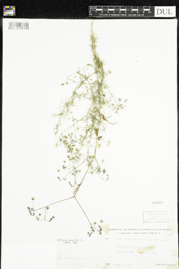 Spergula arvensis image