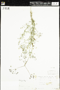 Spergula arvensis image