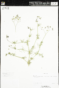 Spergula arvensis image