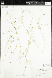 Spergula arvensis image