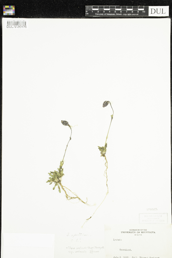 Silene uralensis image