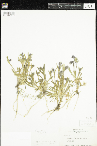 Silene uralensis image