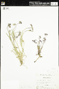 Silene uralensis image