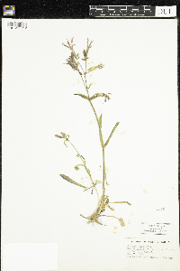 Silene virginica image