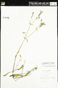 Silene virginica image