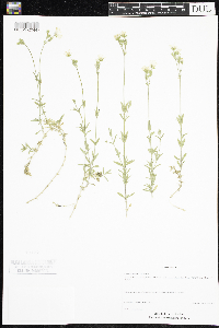 Cerastium arvense image