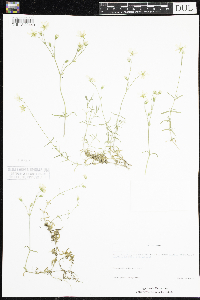 Cerastium arvense image