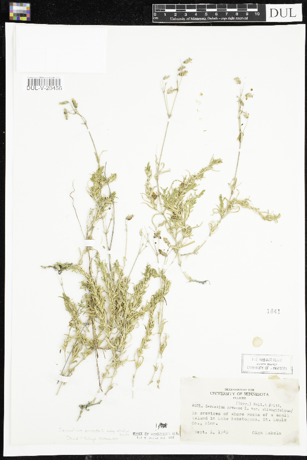 Cerastium arvense subsp. strictum image