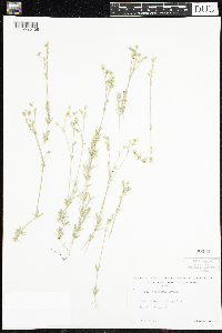 Cerastium arvense image