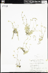 Cerastium alpinum image