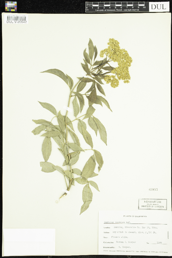 Sambucus cerulea image