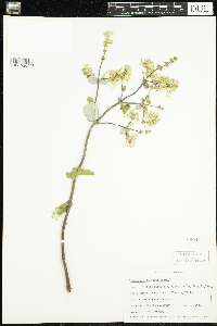 Image of Lonicera interrupta