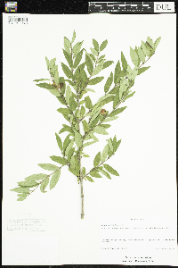 Lonicera x salicifolia image