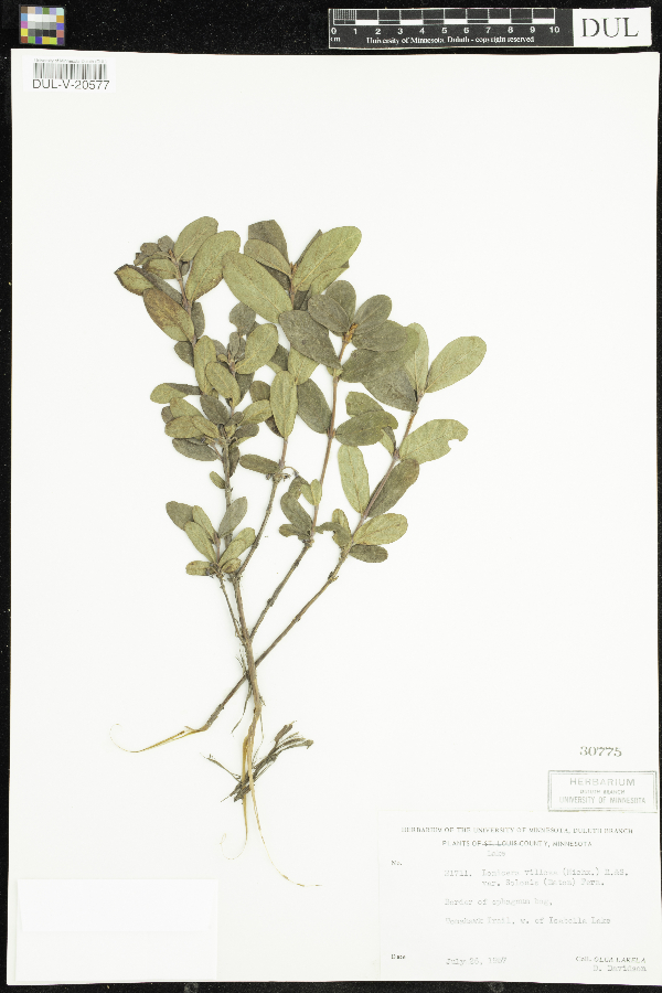 Lonicera caerulea var. villosa image