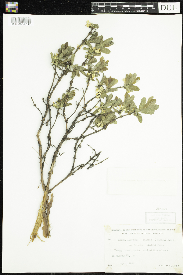 Lonicera image