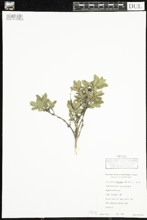 Lonicera caerulea var. villosa image