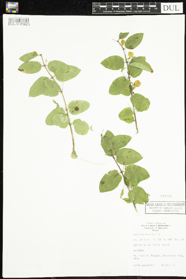 Lonicera tatarica image