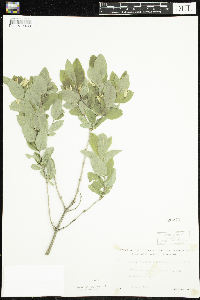 Lonicera oblongifolia image