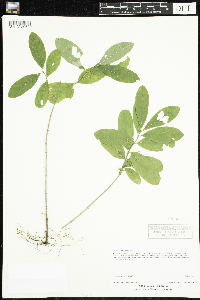 Lonicera oblongifolia image