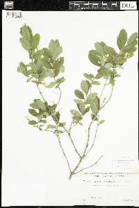 Lonicera oblongifolia image