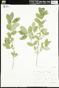 Lonicera oblongifolia image