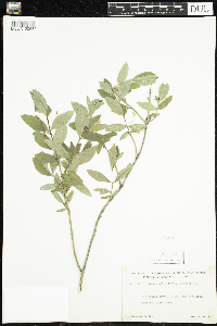 Lonicera oblongifolia image