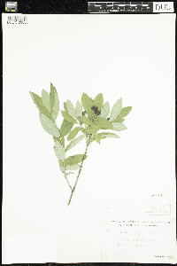 Lonicera oblongifolia image