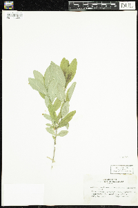 Lonicera oblongifolia image