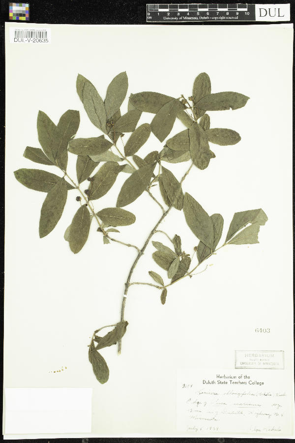 Lonicera oblongifolia image