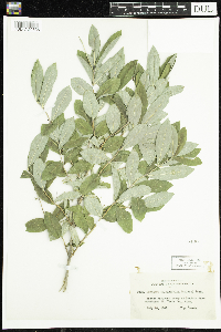 Lonicera oblongifolia image