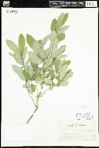 Lonicera oblongifolia image